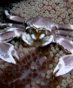 Porcelain Anemone Crab - Cua Hải Quỳ